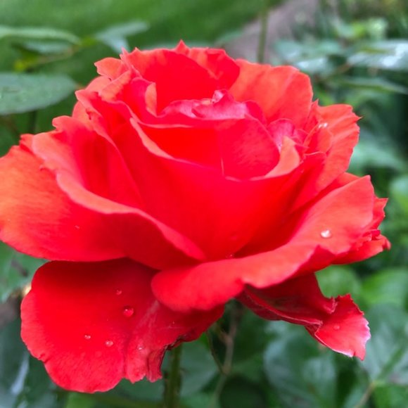 Meet your Posher, Carol - Picture 2 of 2